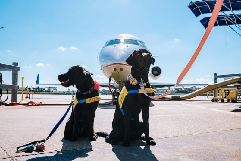 How Do I Fly with My Dog from the UK?