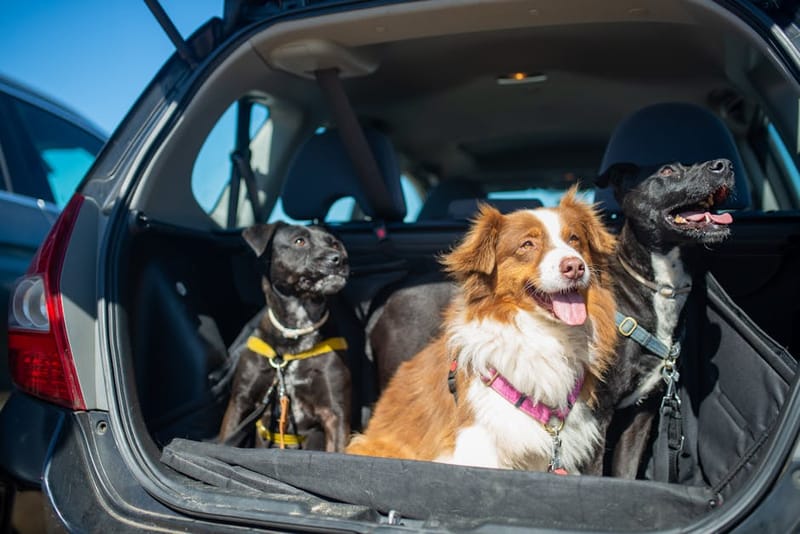 What Do I Need to Pack for Travelling with My Dog?