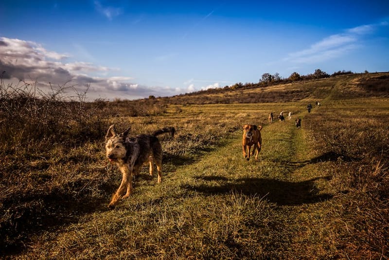 Dog gazing out over a UK countryside view