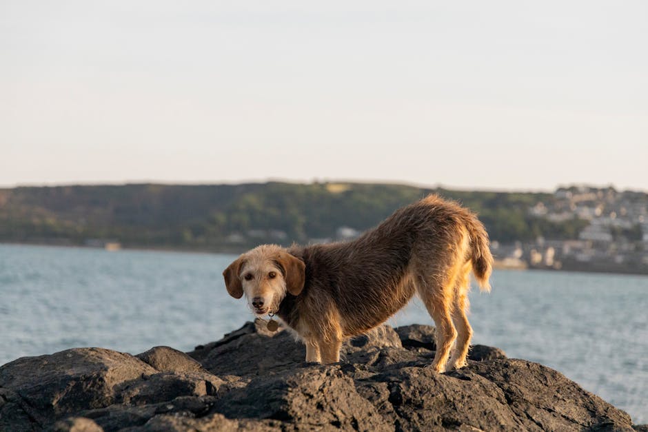 Dog-Friendly Cornwall: The Complete Guide for 2026