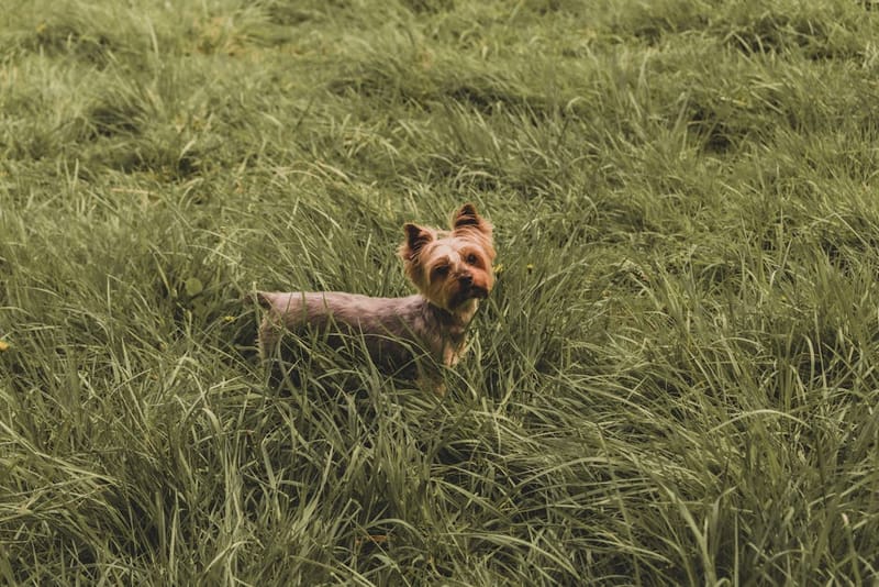 Dog-Friendly Yorkshire: The Complete Guide for 2026