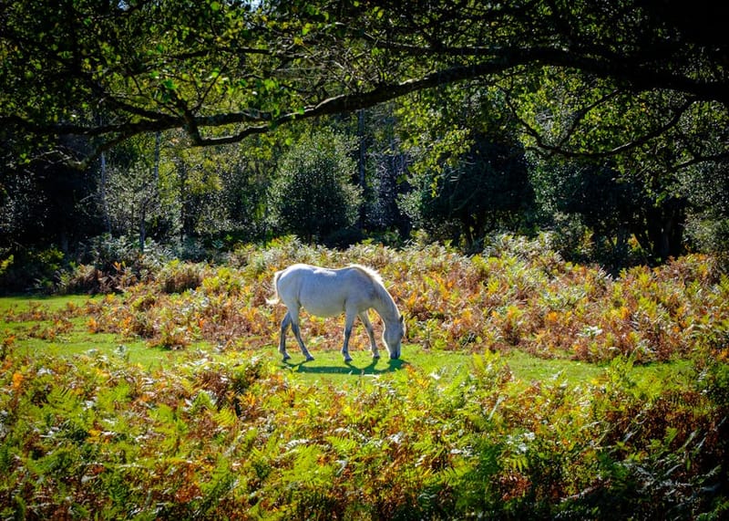 Dog-Friendly New Forest: Complete 2026 Guide