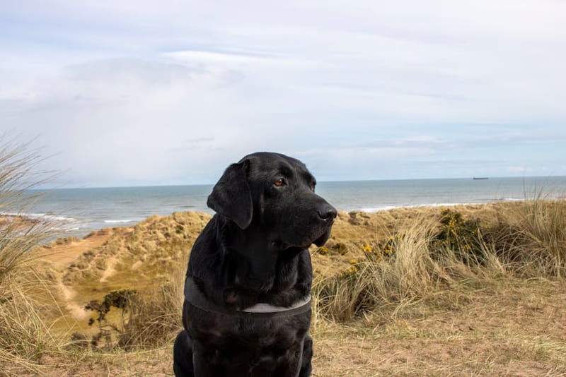 Dog-Friendly Norfolk: The Complete Guide for 2026