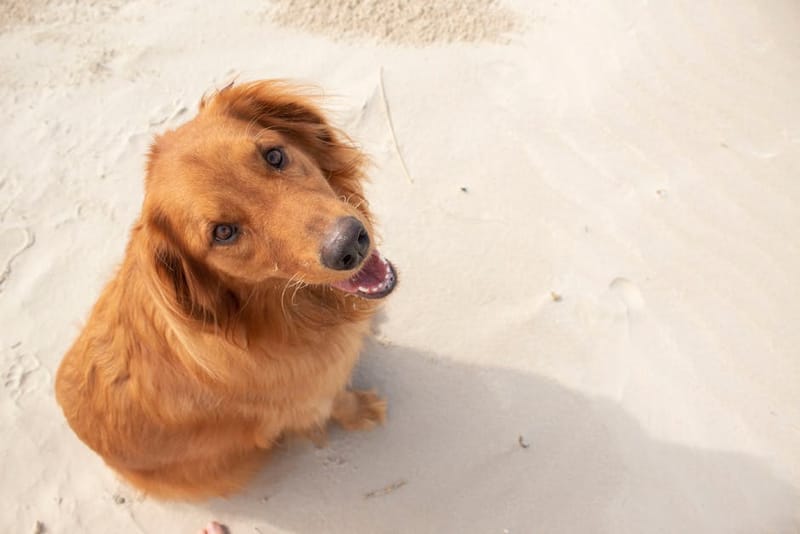 Dog-Friendly Beaches