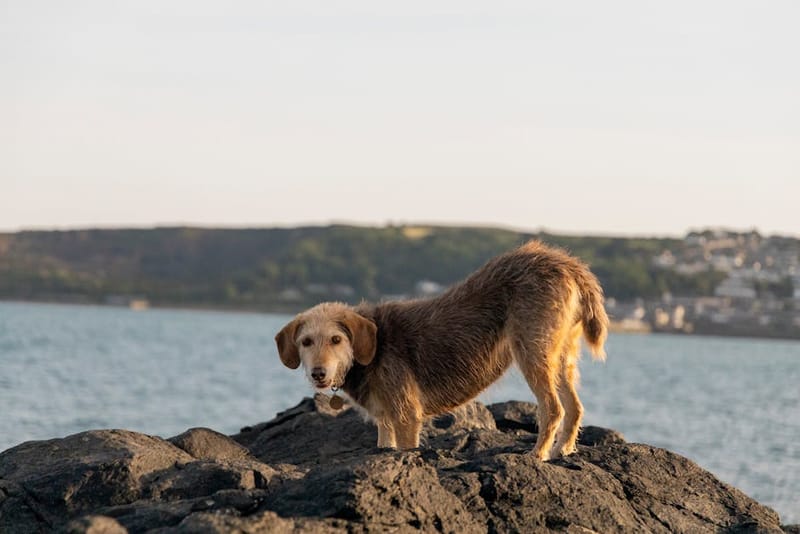 Cornwall Dog Beach Rules Summer 2026: Which Are Open