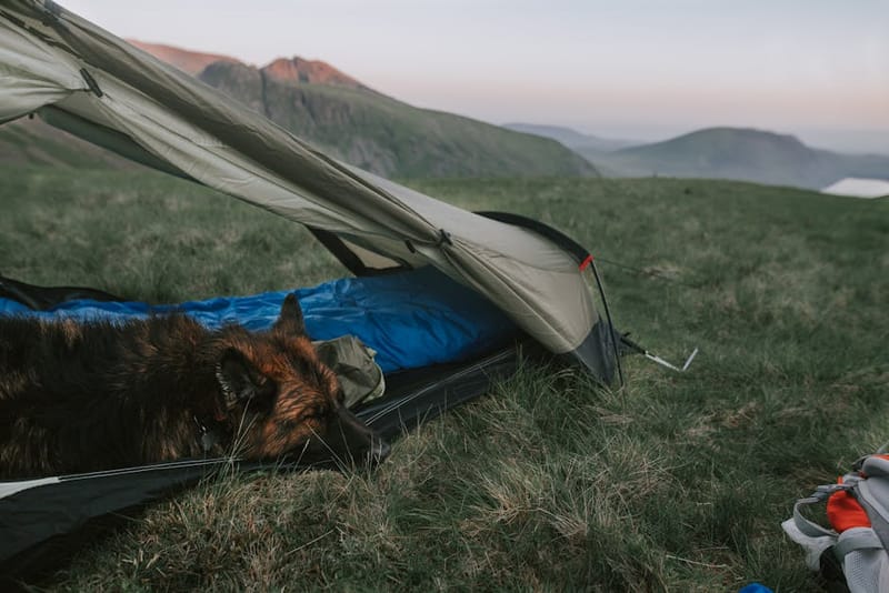 Best Dog Walks in the Lake District 2026: 8 Routes