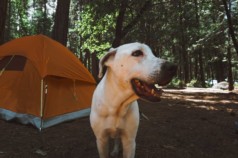 Pet-Friendly Camping and Glamping in the UK: 2026 Guide