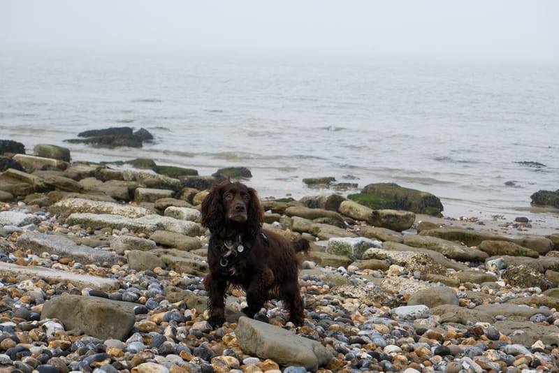 Dog Beach Etiquette UK 2026 - 7 Rules