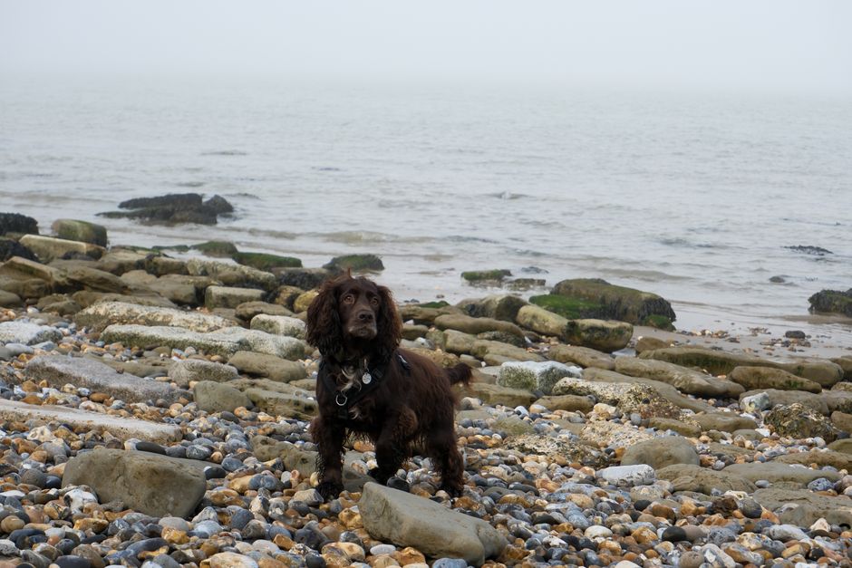 Dog Beach Etiquette UK 2026 - 7 Rules