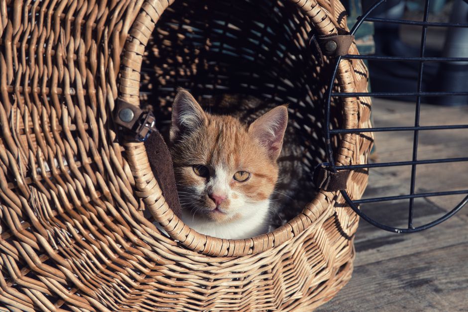How Do I Get My Cat Into a Carrier?