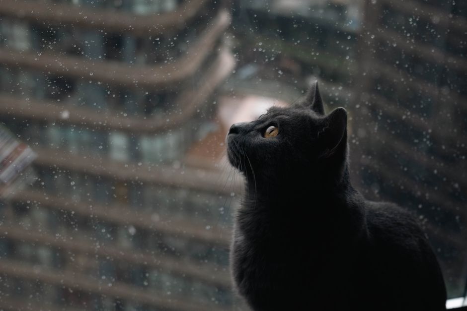 A cat looking out of a car window during a journey