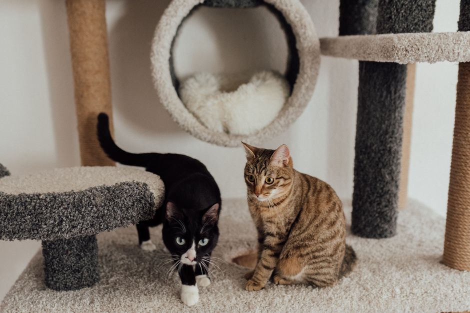 A cat resting on a floor-standing cat tree at home