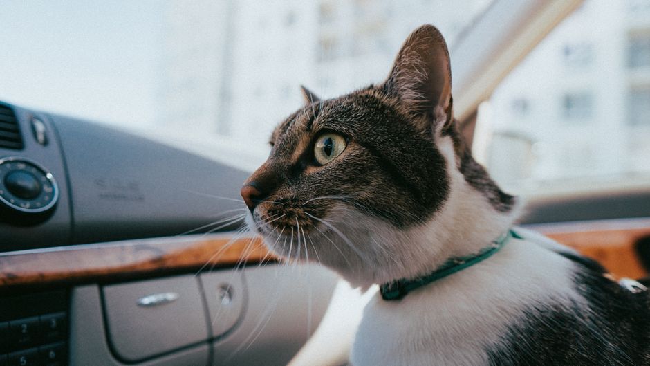 A cat relaxed on a car seat during a journey