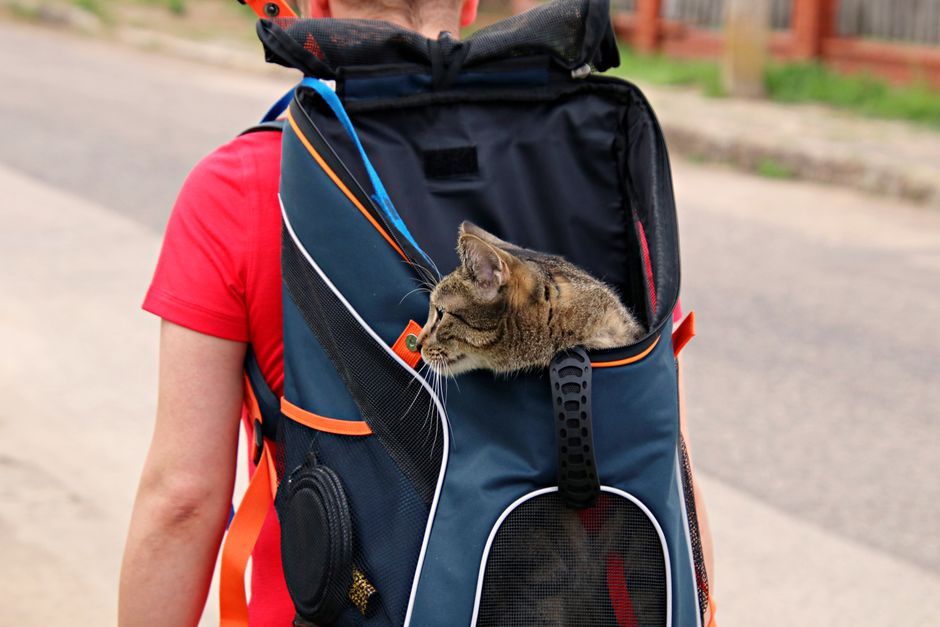 Cat Travel Kit for Car Journeys: UK Essentials