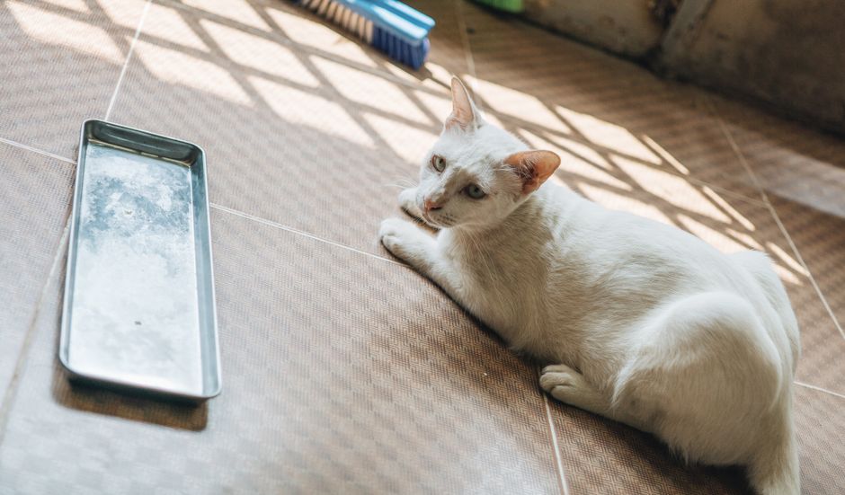 A clean cat litter tray in a home