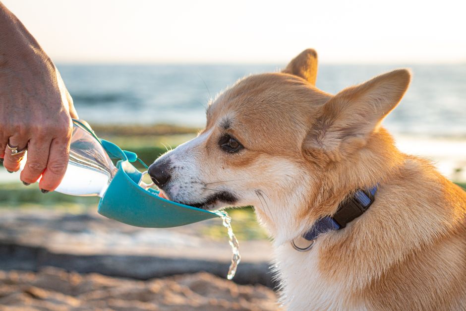 A corgi drinking from a portable water bottle with a fold-out bowl on a beach