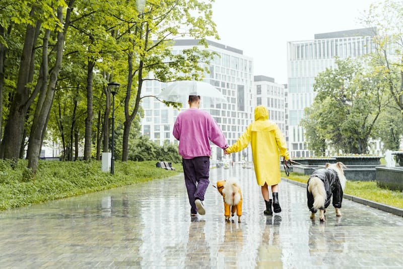 Walking dogs in the rain through a park