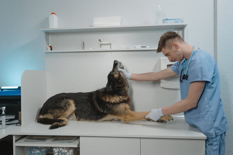 UK Animal Health Certificate (AHC) for Dog Travel 2026