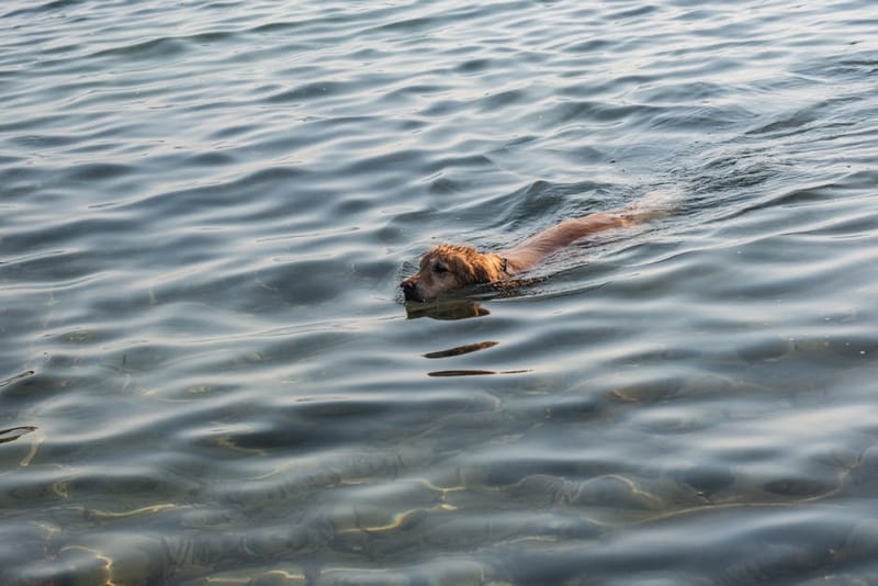Dog swimming in open water