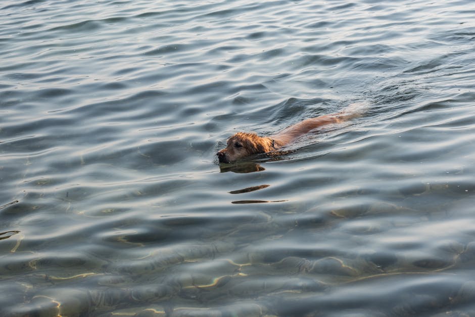 Dog swimming in open water