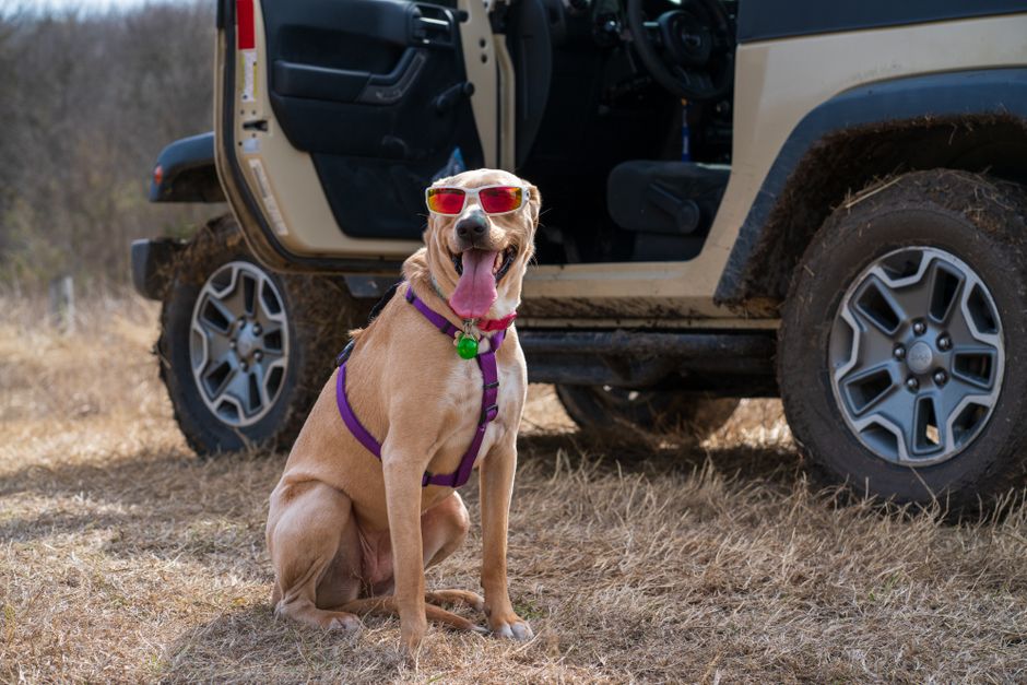 A dog in a purple harness and sunglasses sitting beside an off-road vehicle