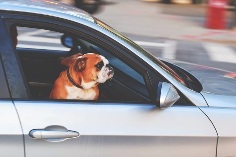 UK Dog-Friendly Road Trip Planner 2026: 5 Routes