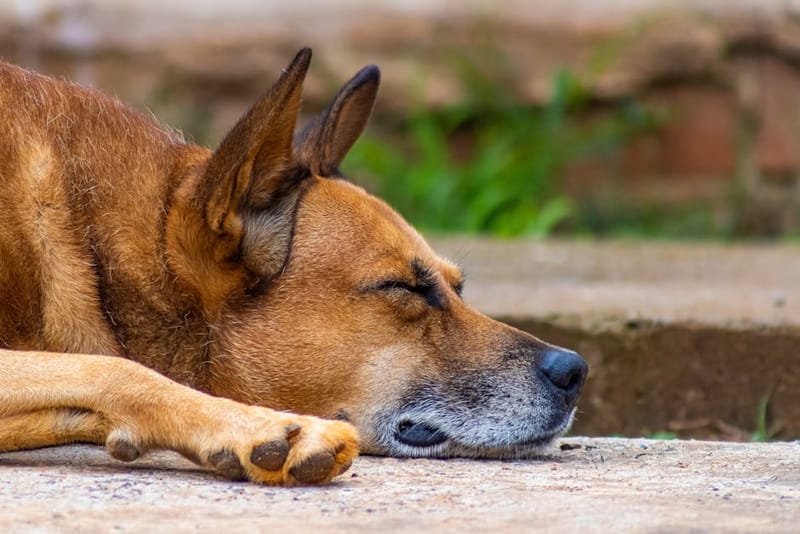 A dog resting peacefully on a sofa in a sunlit room