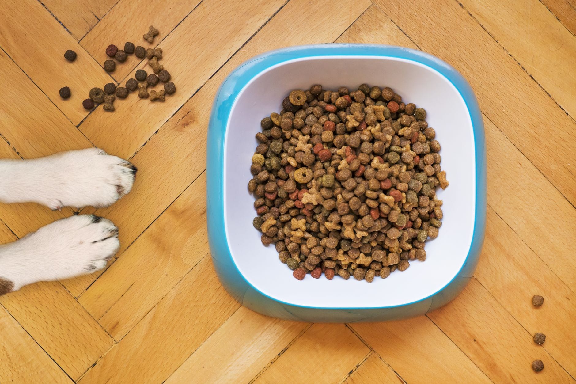 A dog's white front paws beside a bowl of mixed dry kibble on a parquet floor, seen from above