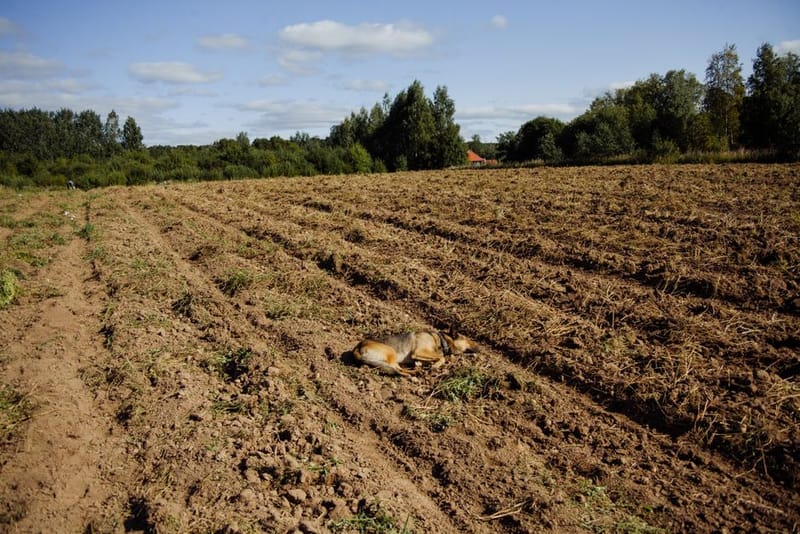 Dog-Friendly Farm Parks in the UK: 2026 Guide