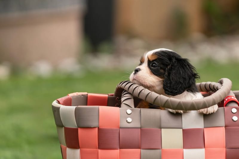 Your Puppy's First Trip Away: A UK Travel Guide