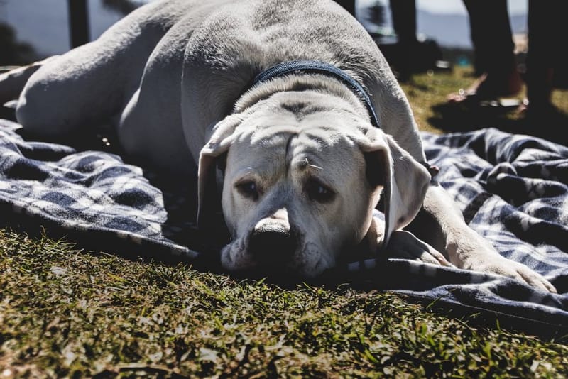 Travelling With a Senior Dog: A Complete UK Guide