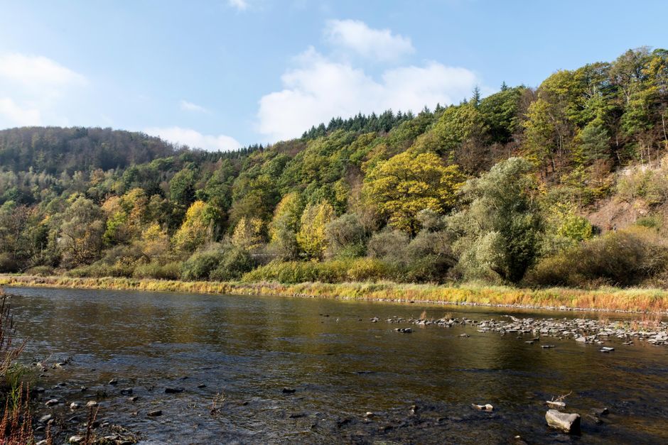 Dog-Friendly Wye Valley: 2026 Guide