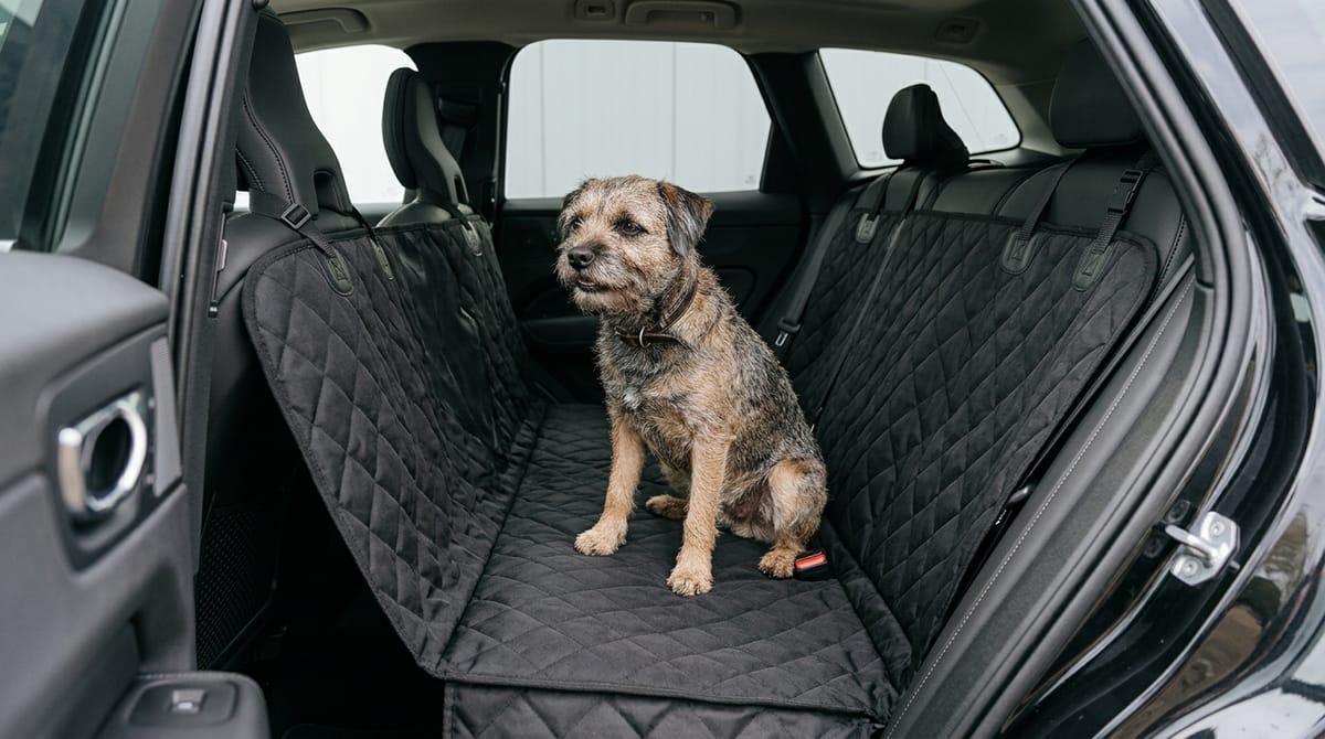 A wiry-haired terrier sitting on a black quilted hammock seat cover clipped to the headrests across the back seat of a car
