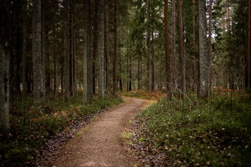 Dog-Friendly Forests in the UK: 2026 Guide