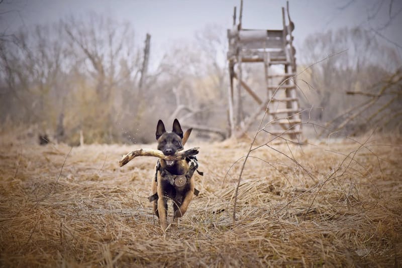Active working dog running outdoors at full sprint