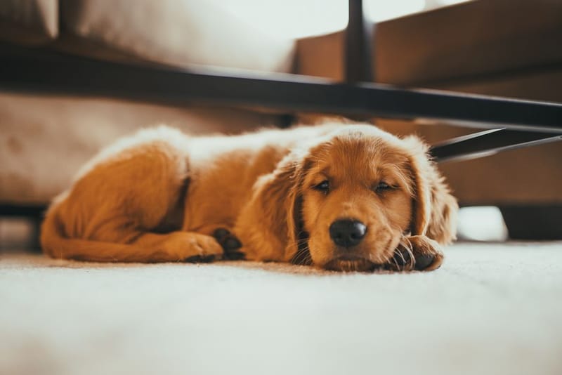 Golden retriever lying down on a cool floor