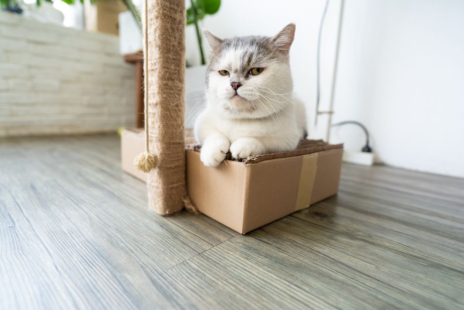 An automatic self-cleaning cat litter box beside a cat
