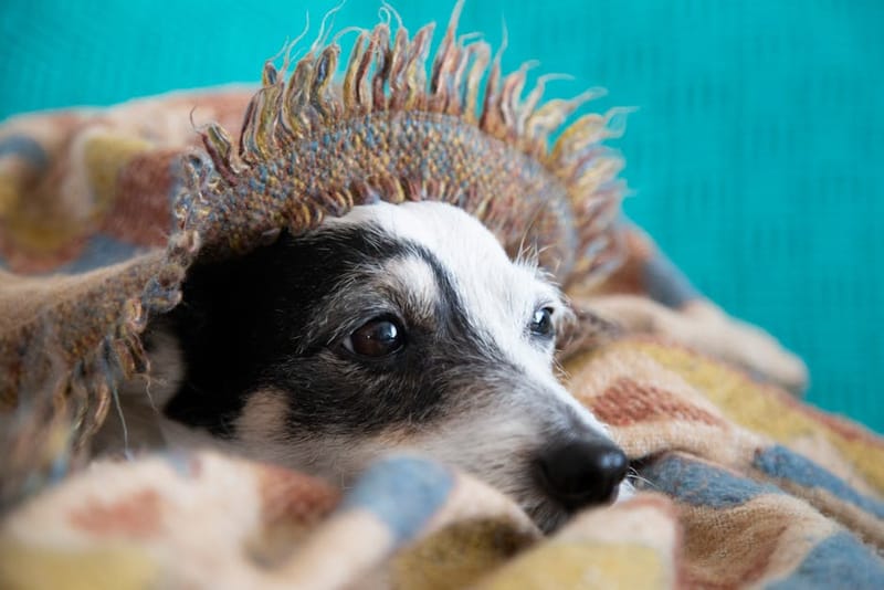 How Do I Travel with an Anxious Dog?