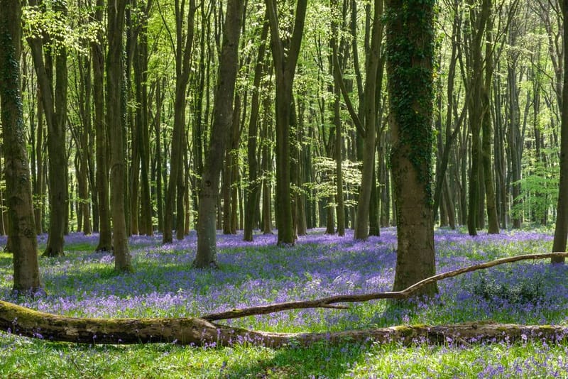 Dog-Friendly Chilterns Walks & Villages (2026)