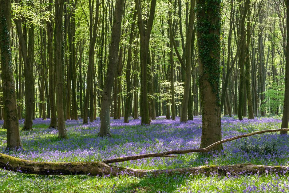 Dog-Friendly Chilterns Walks & Villages (2026)