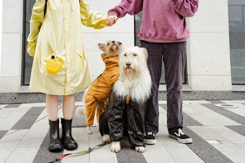 Regatta Dog Drying Coat - illustrative image; see the merchant link for the exact product