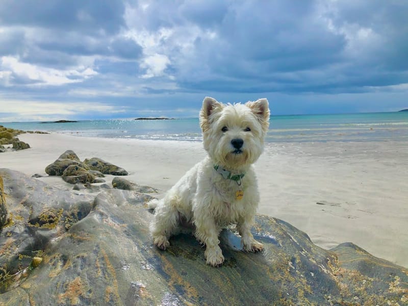 Dog-Friendly Scottish Highlands: The Complete Guide for 2026
