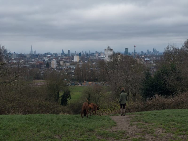 Dog-Friendly Days Out Near London 2026: 10 Escapes