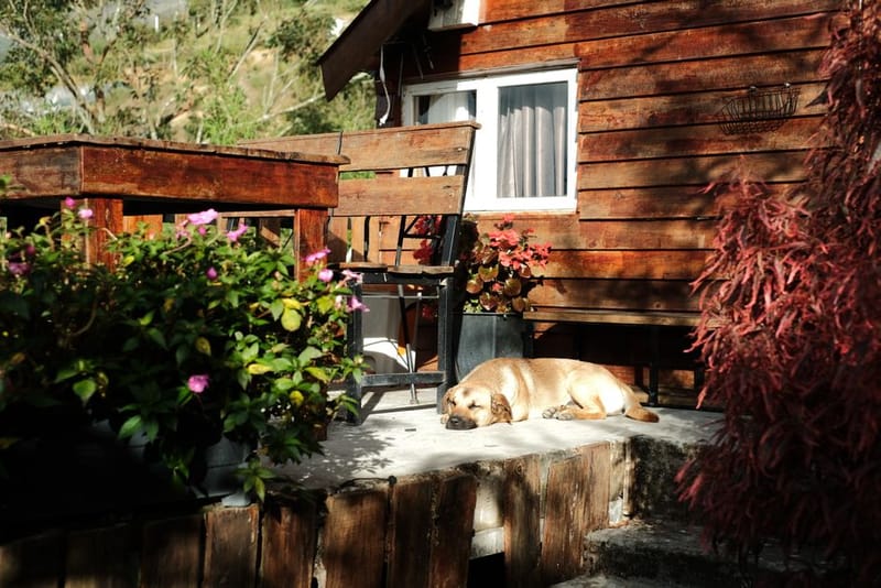 Dog Car Sickness & Travel Anxiety on Holiday