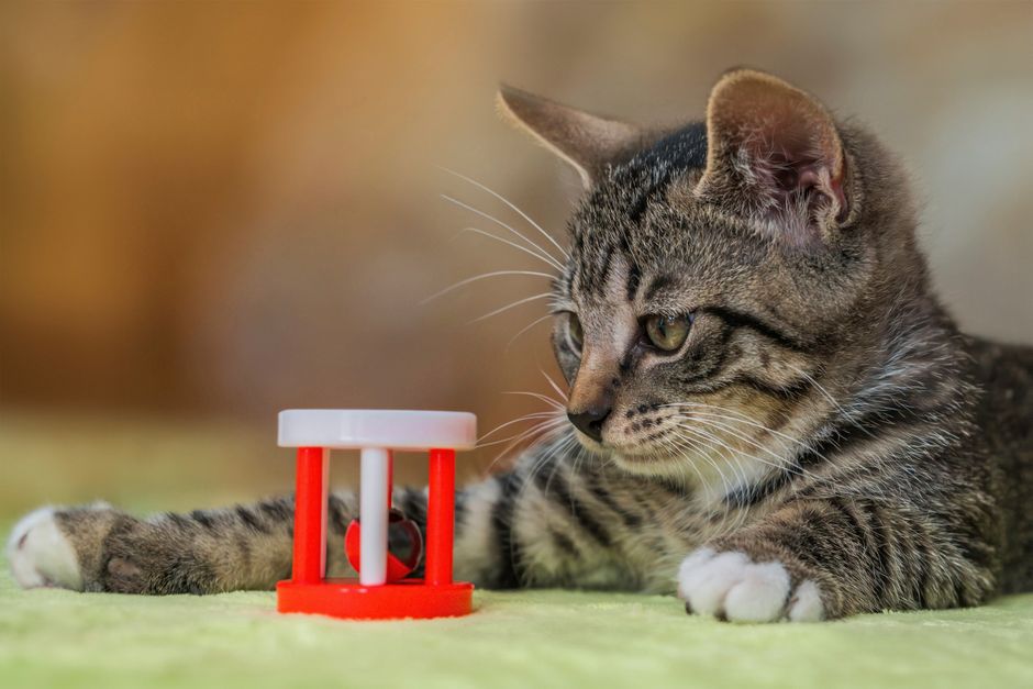 A cat pawing at an interactive puzzle feeder toy