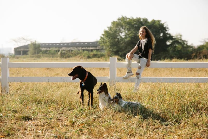 Dogs roaming in a countryside field with their owner