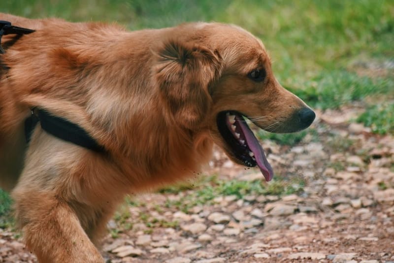 Golden retriever panting on a hot summer walk