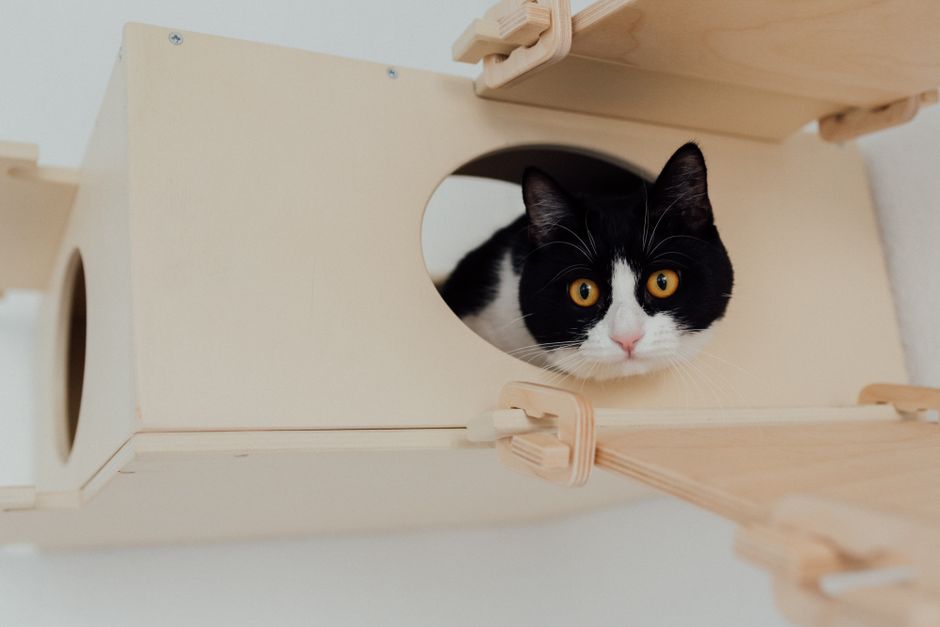 Clumping wood cat litter