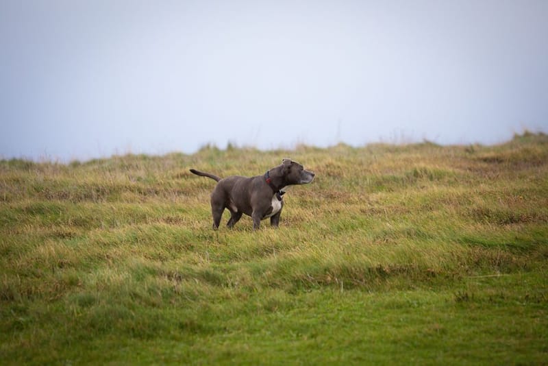 Best UK Dog-Friendly Weekend Breaks 2026: 12 Top Ideas