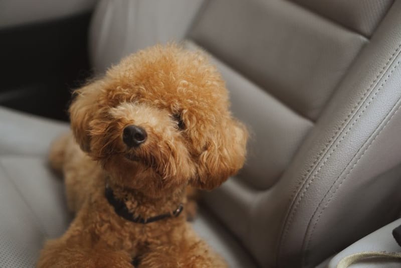 Brown poodle sitting comfortably in a dog car seat